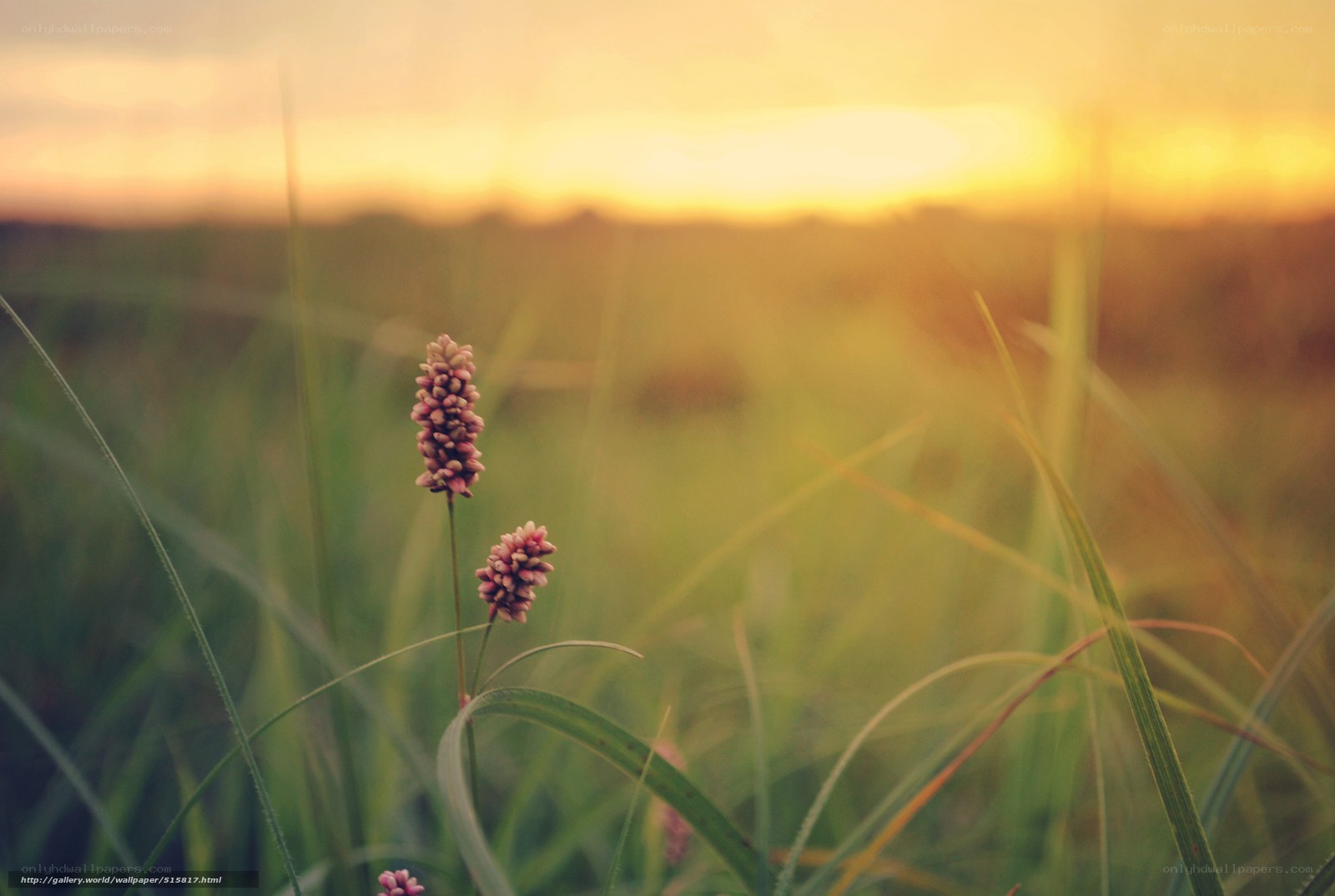 Sunset in a grassy field