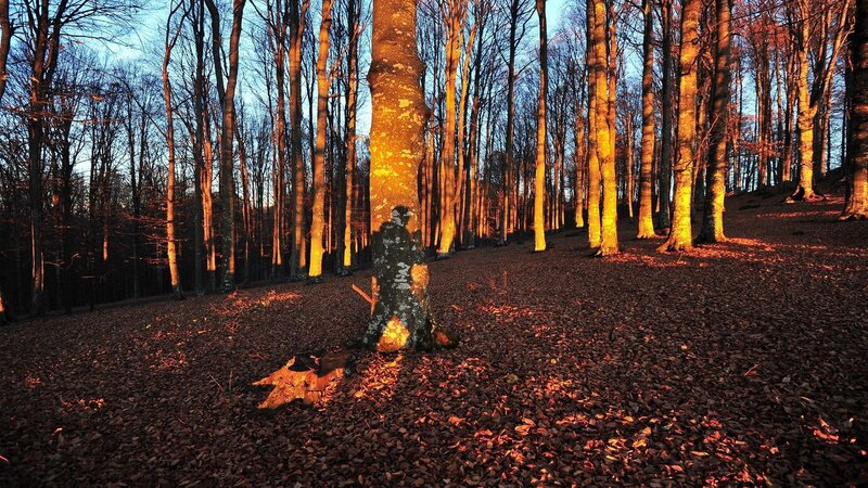 Sunset in a leaf-covered forest