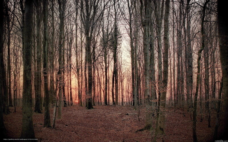 Sunset in a leafless forest