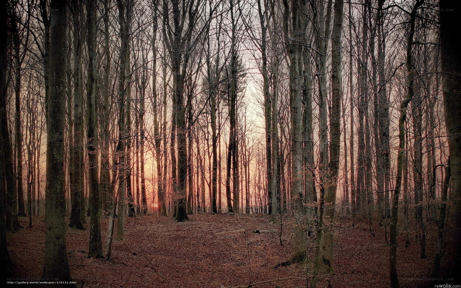 Sunset in a leafless forest