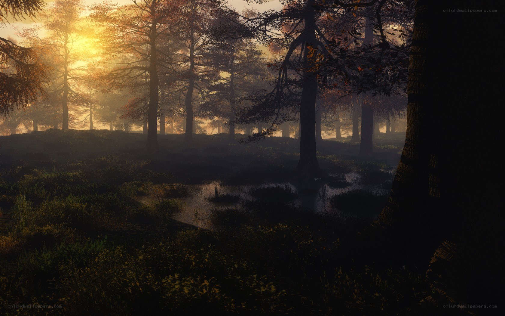 Sunset in a misty forest