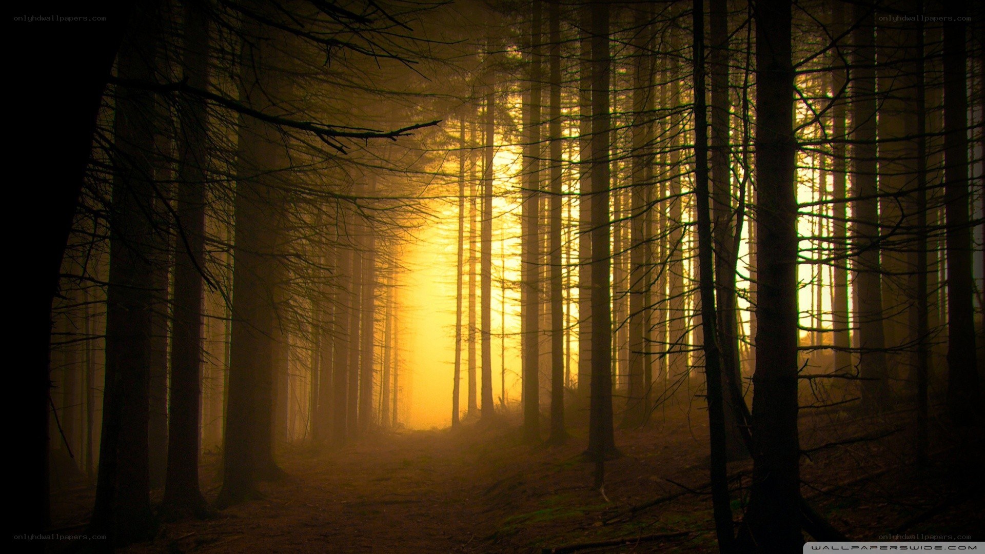 Sunset in a misty forest