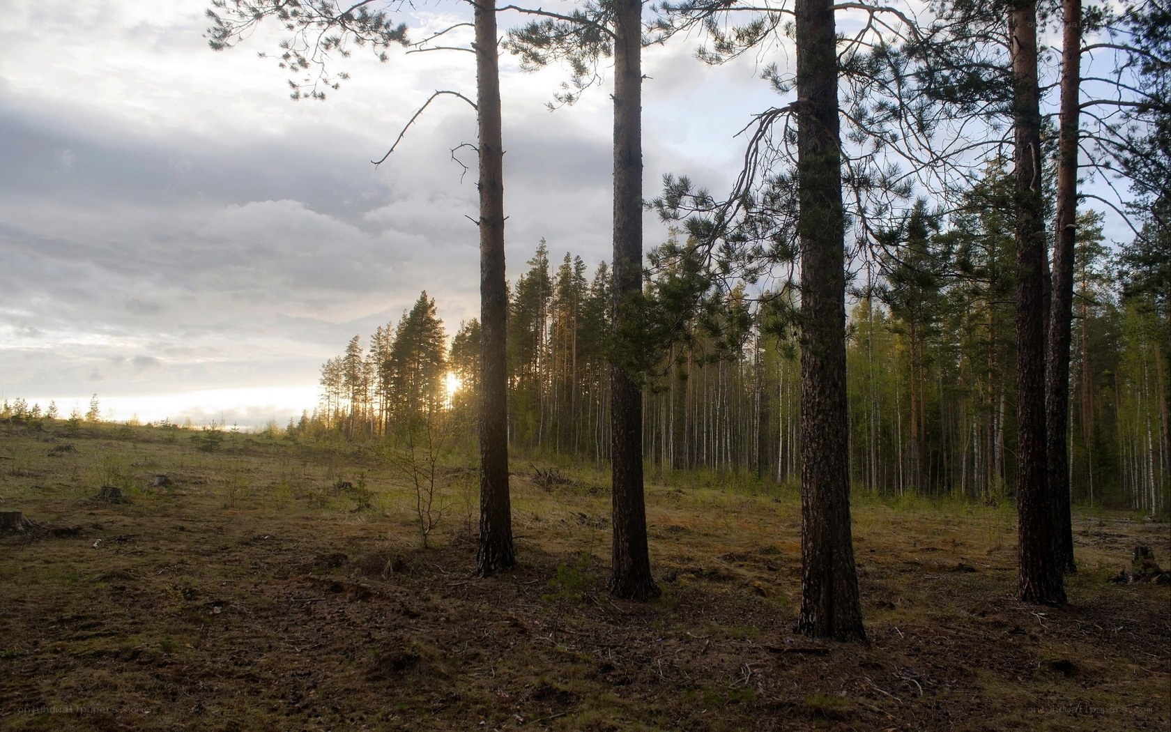 Sunset in a pine forest