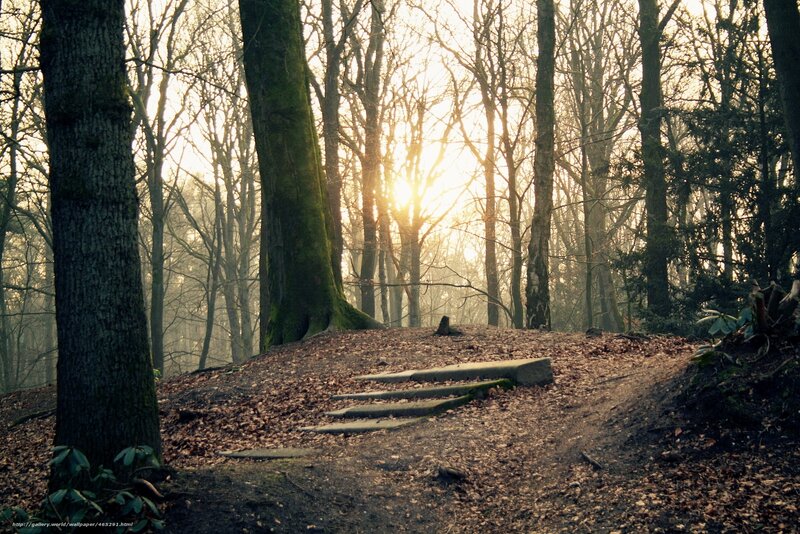 Sunset in a quiet forest