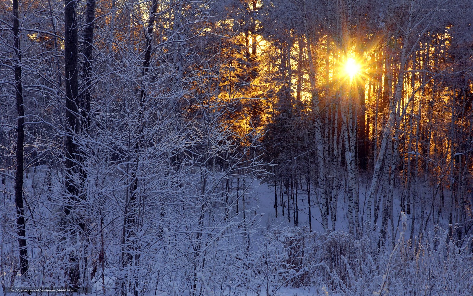 Sunset in a snowy forest