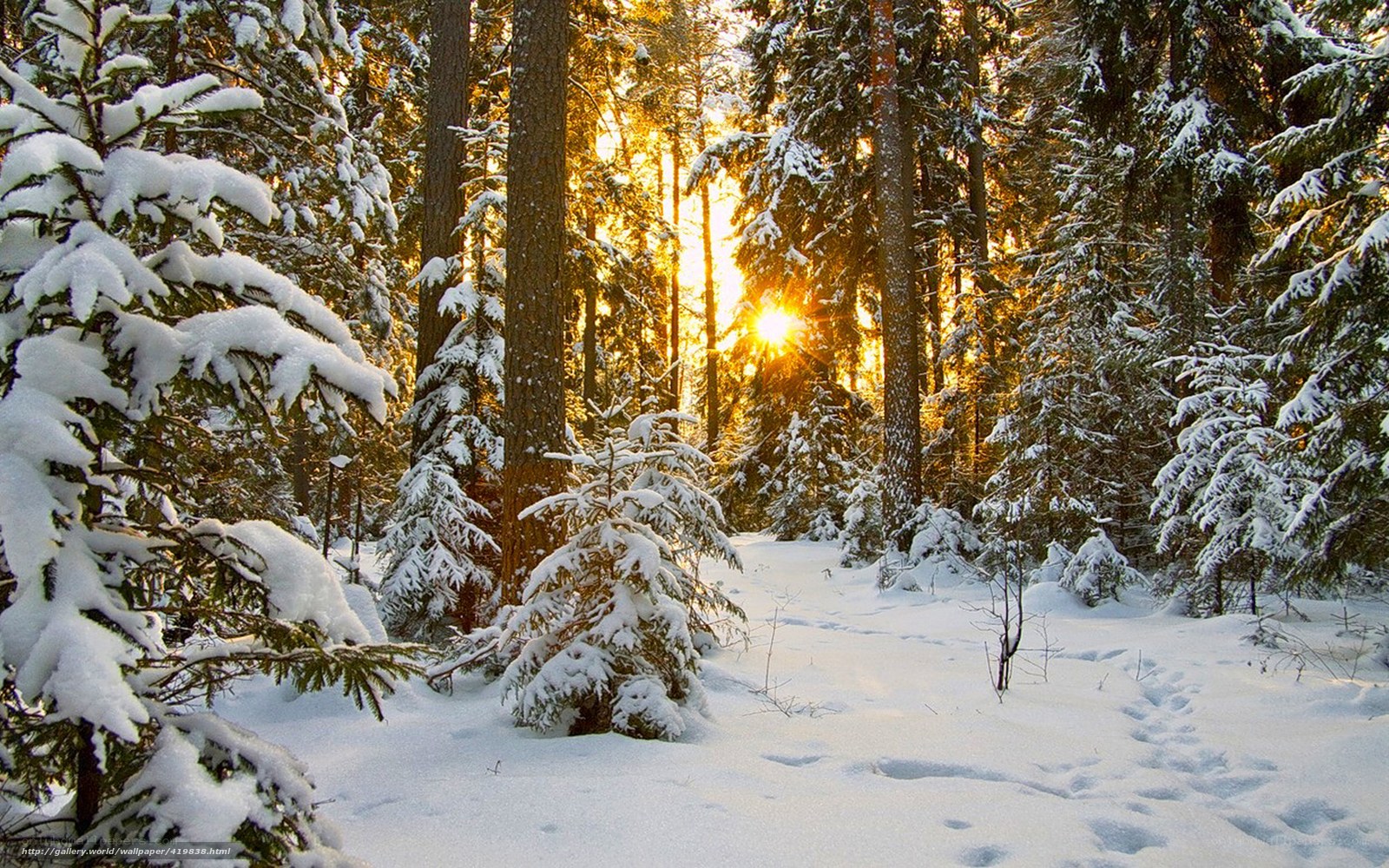 Sunset in a snowy forest