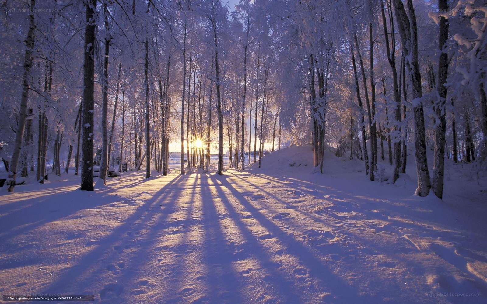 Sunset in a snowy forest