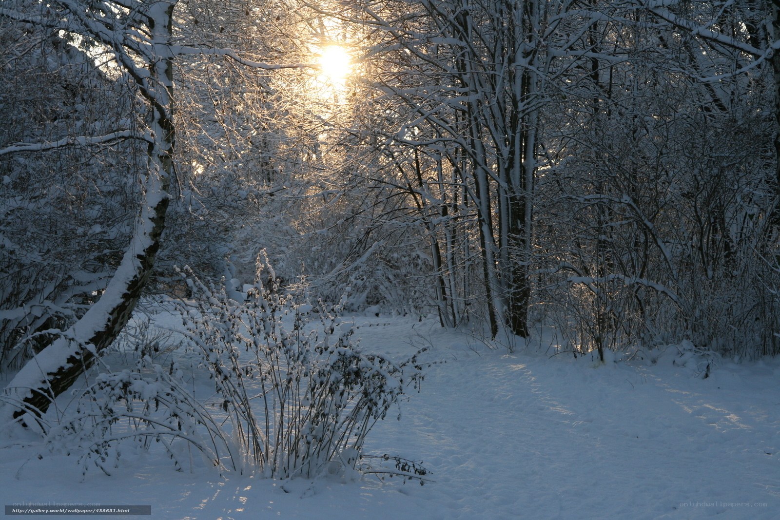 Sunset in a snowy forest