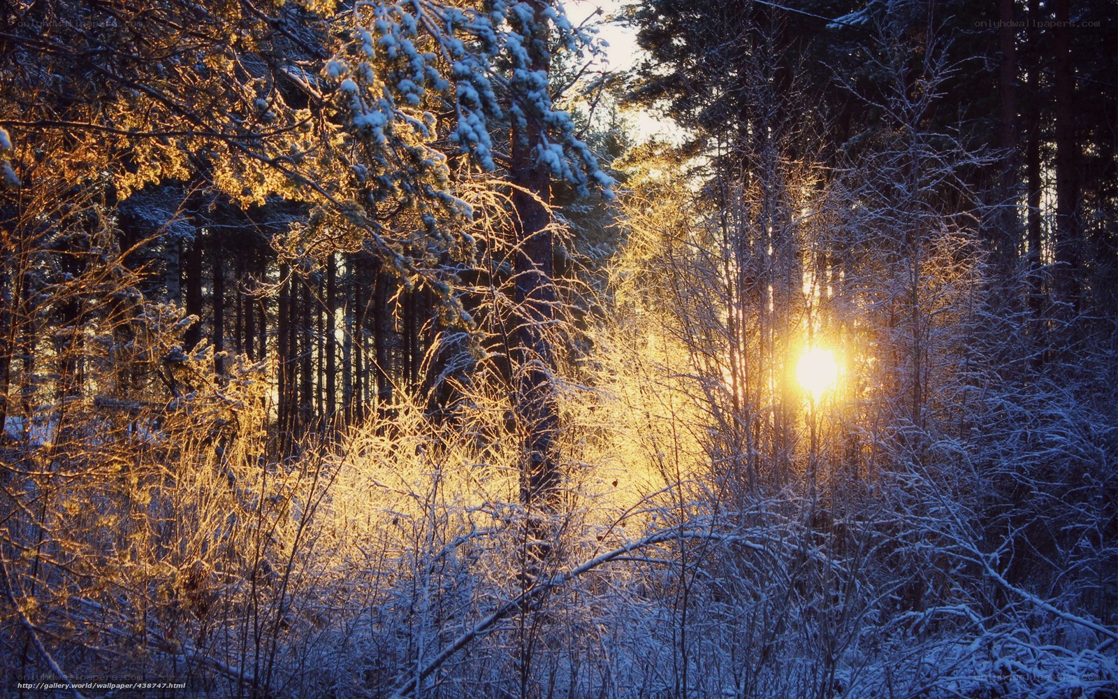 Sunset in a snowy forest