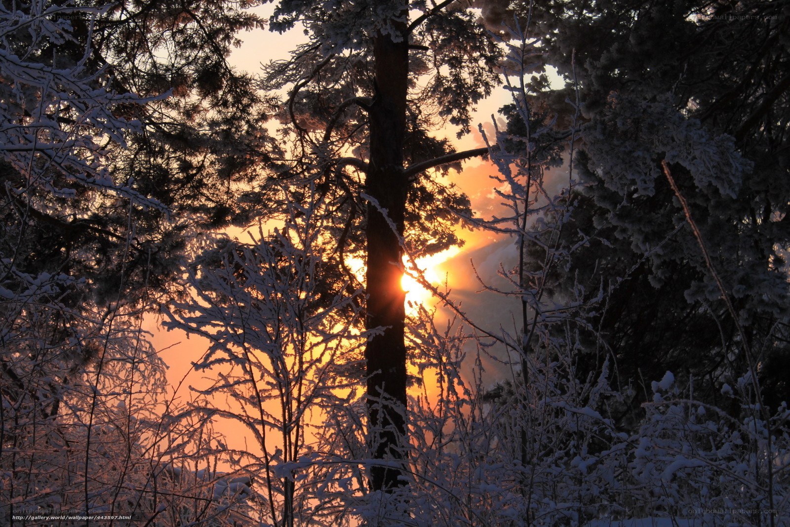 Sunset in a snowy forest