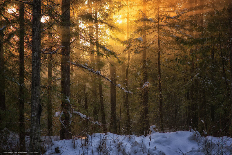 Sunset in a snowy forest