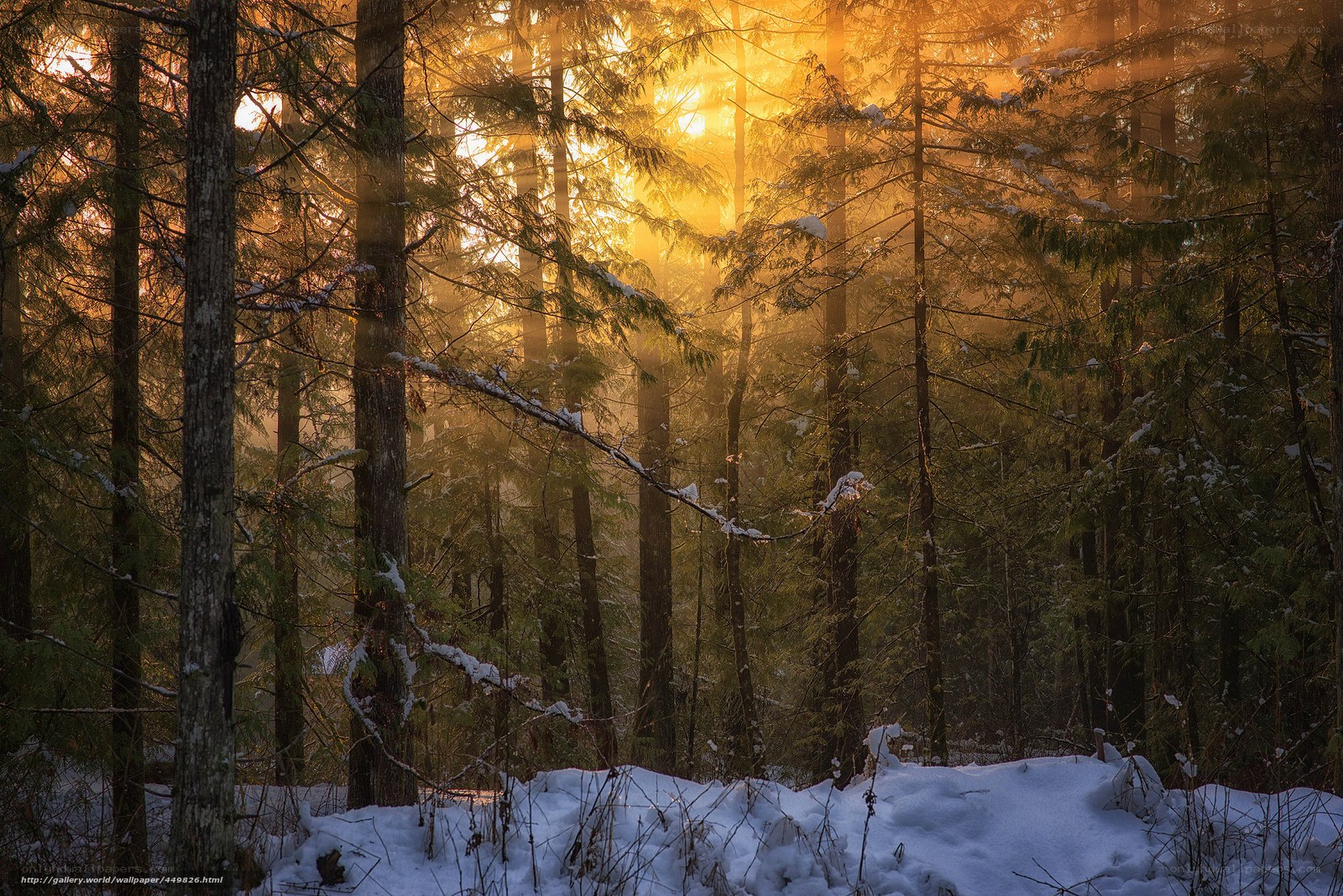 Sunset in a snowy forest
