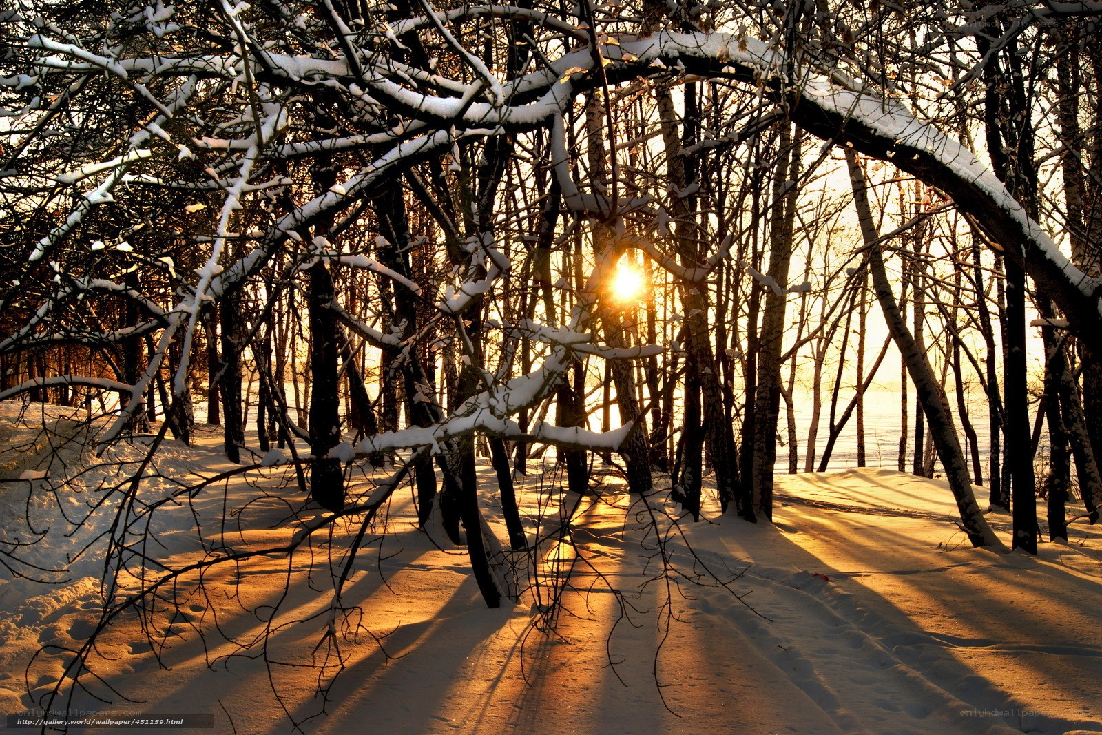 Sunset in a snowy forest
