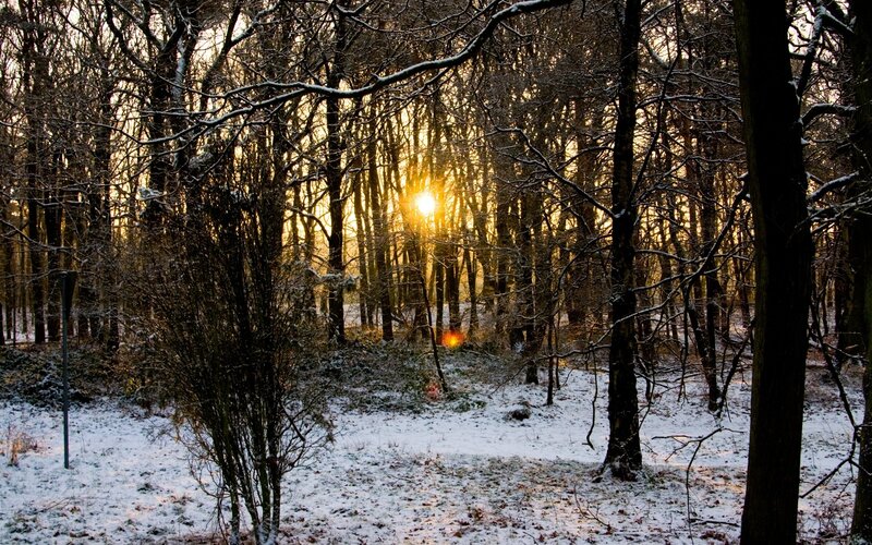 Sunset in a snowy forest