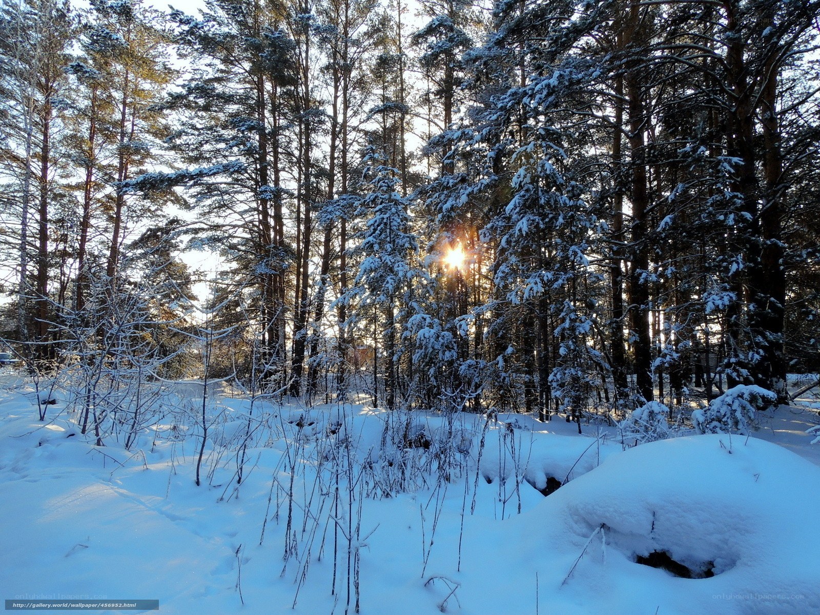 Sunset in a snowy forest