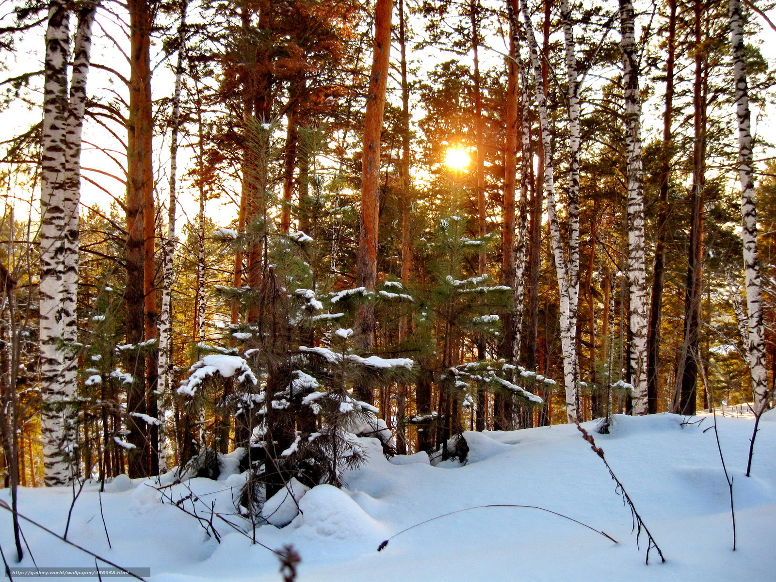Sunset in a snowy forest