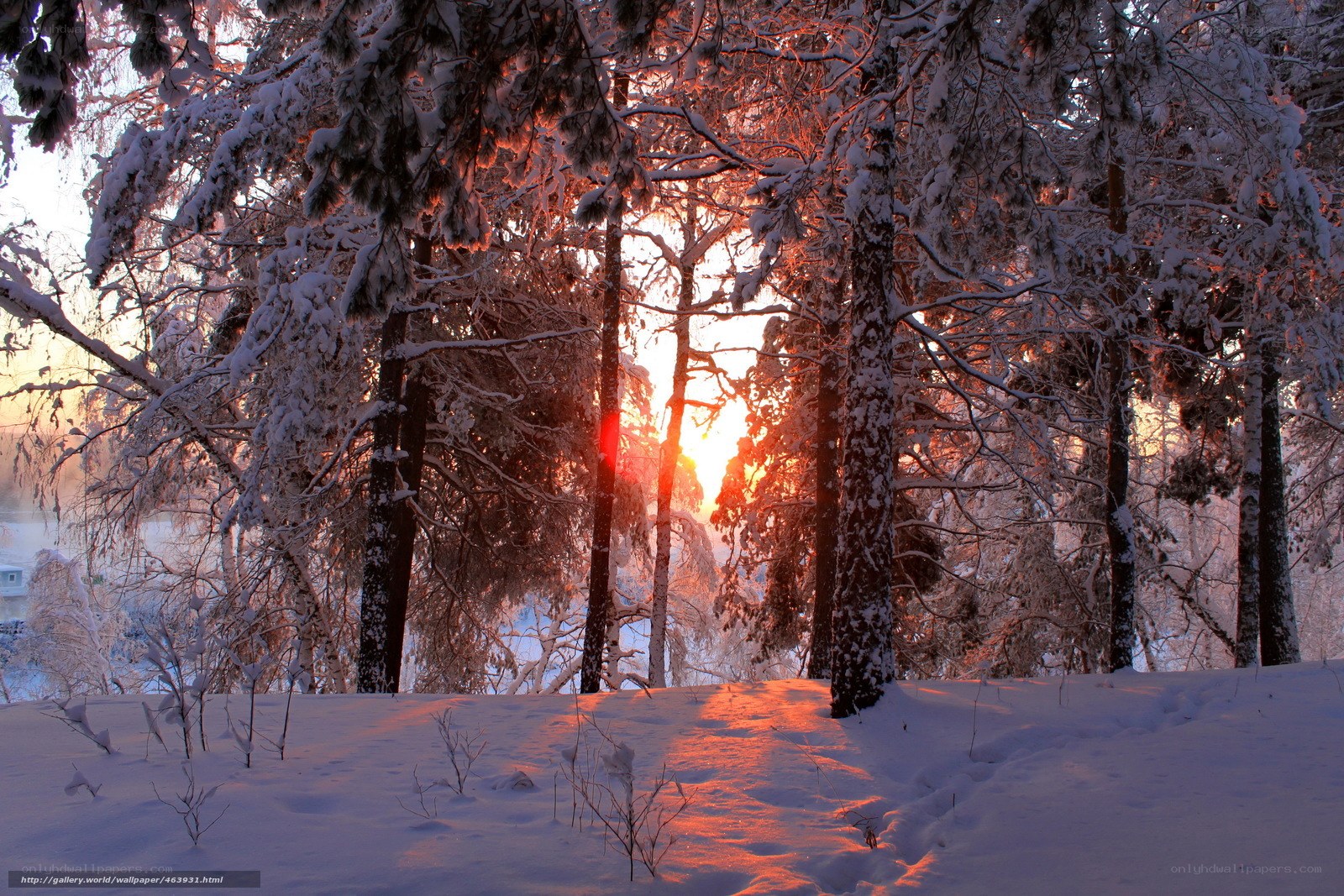 Sunset in a snowy forest
