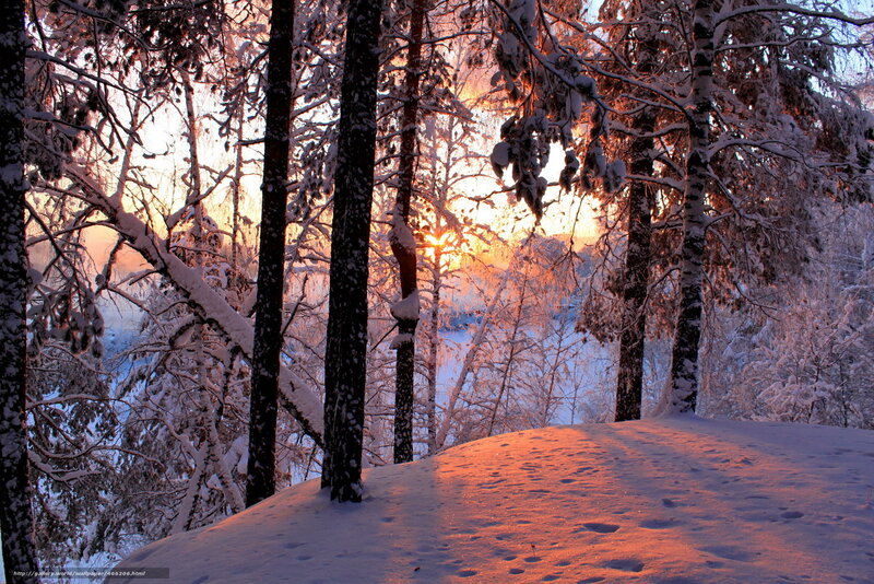 Sunset in a snowy forest