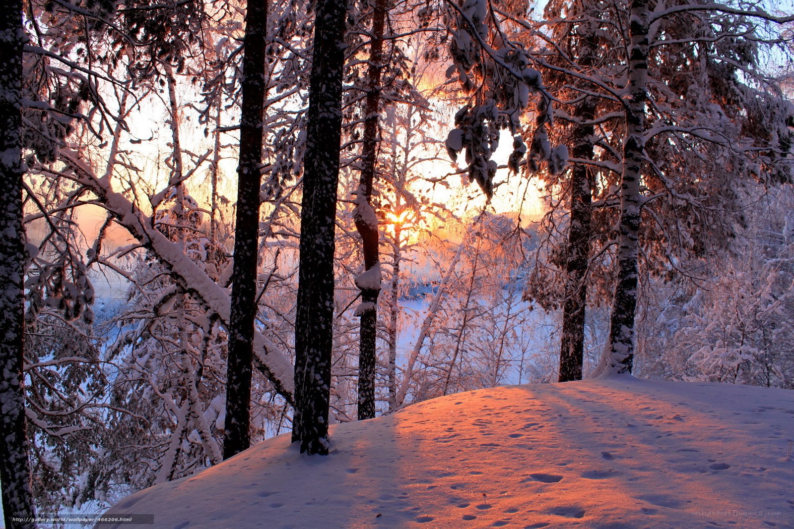 Sunset in a snowy forest