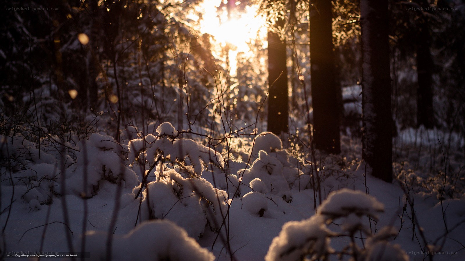 Sunset in a snowy forest