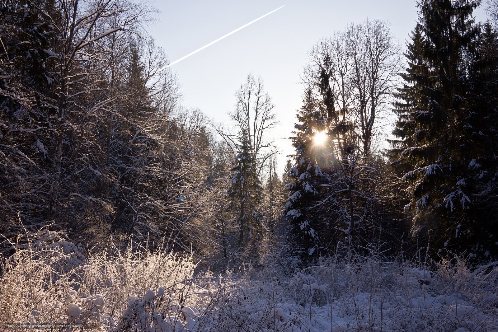 Sunset in a snowy forest