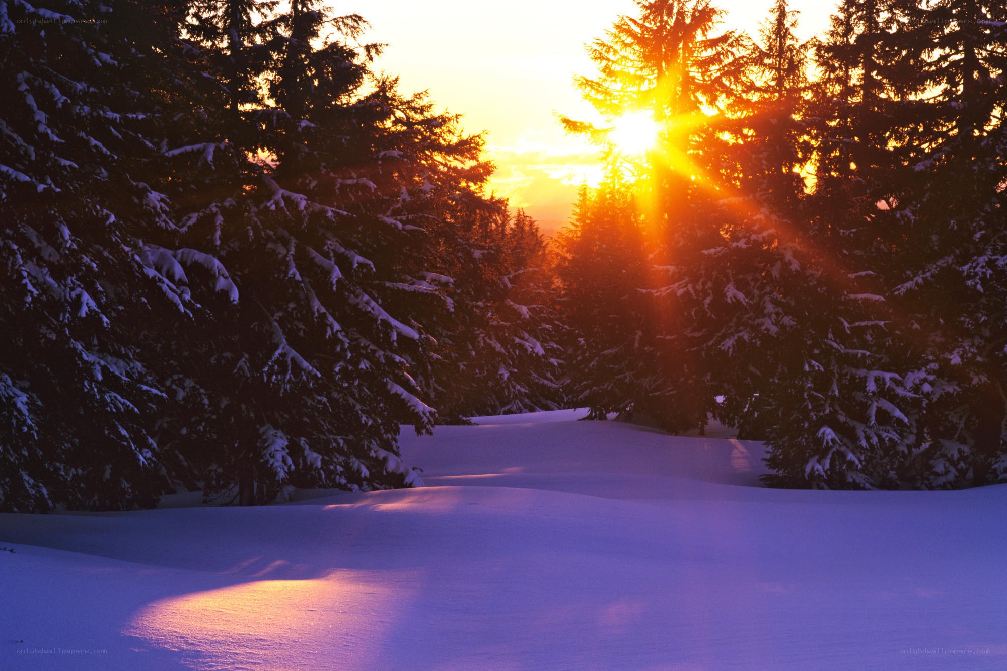 Sunset in a snowy forest