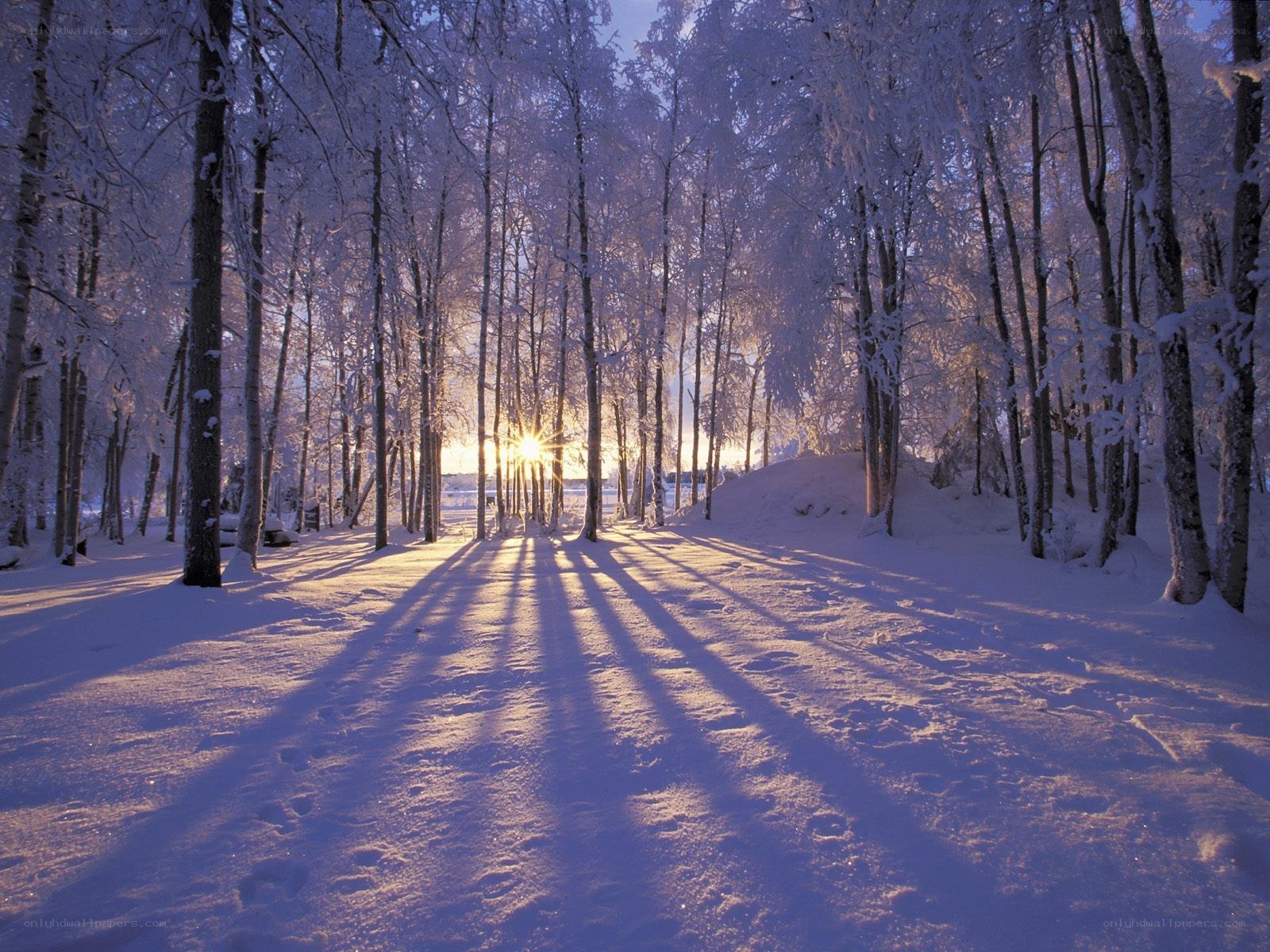 Sunset in a snowy forest