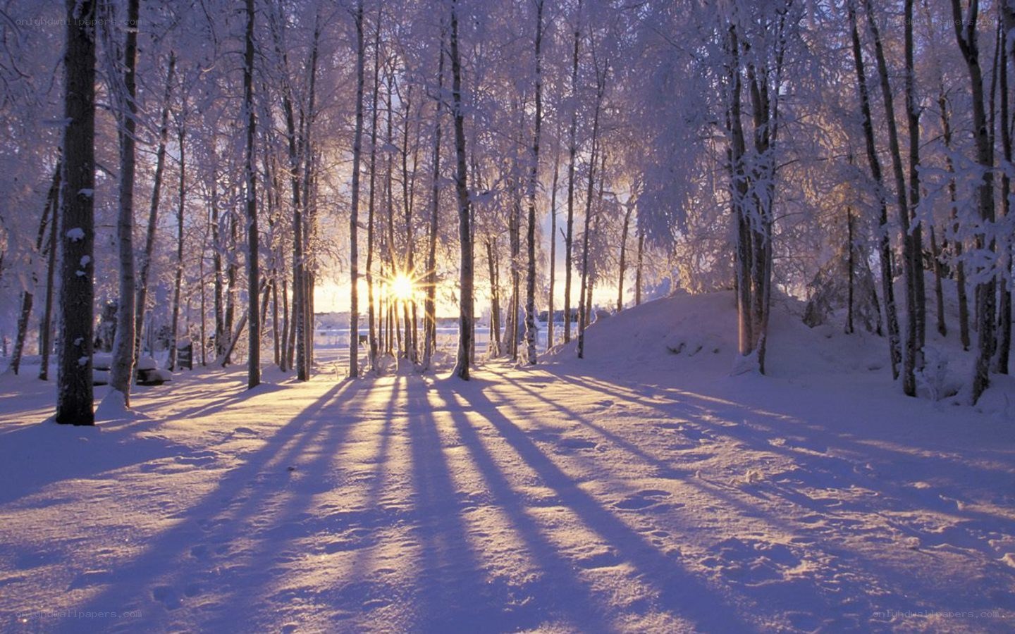Sunset in a snowy forest