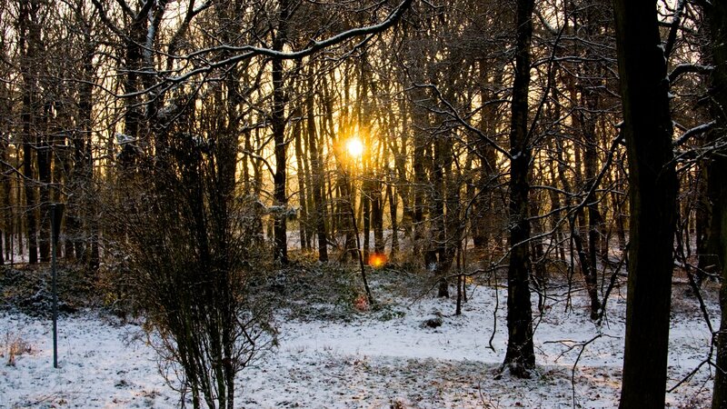 Sunset in a snowy forest