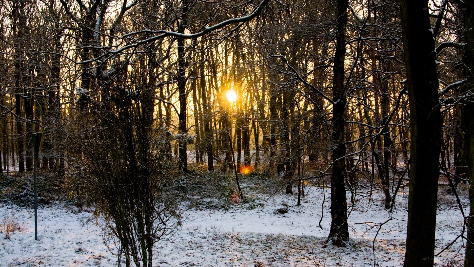 Sunset in a snowy forest