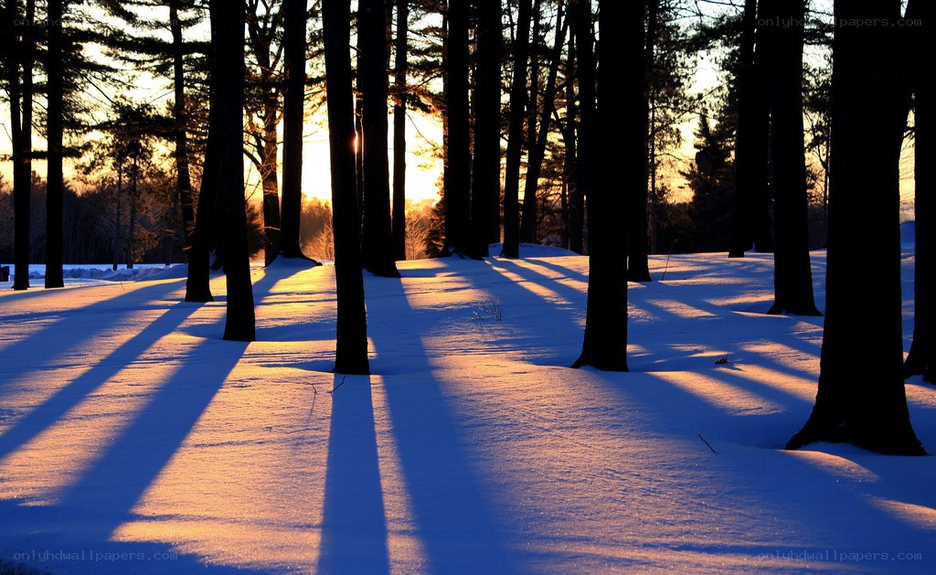 Sunset in a snowy forest