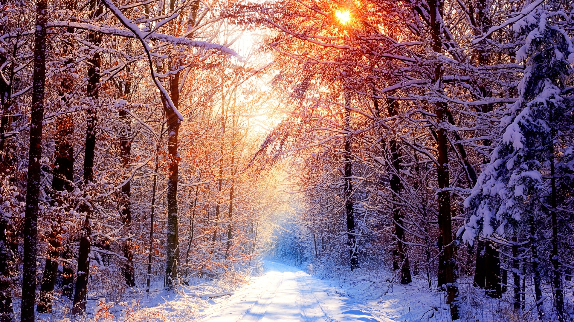 Sunset in a snowy forest