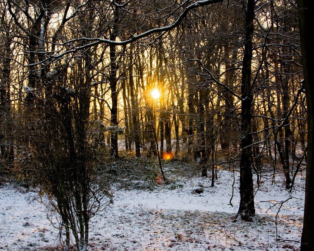 Sunset in a snowy forest