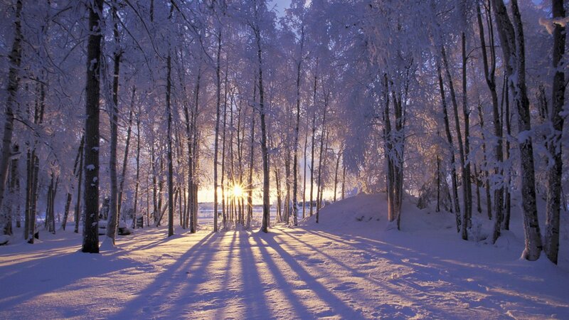 Sunset in a snowy forest