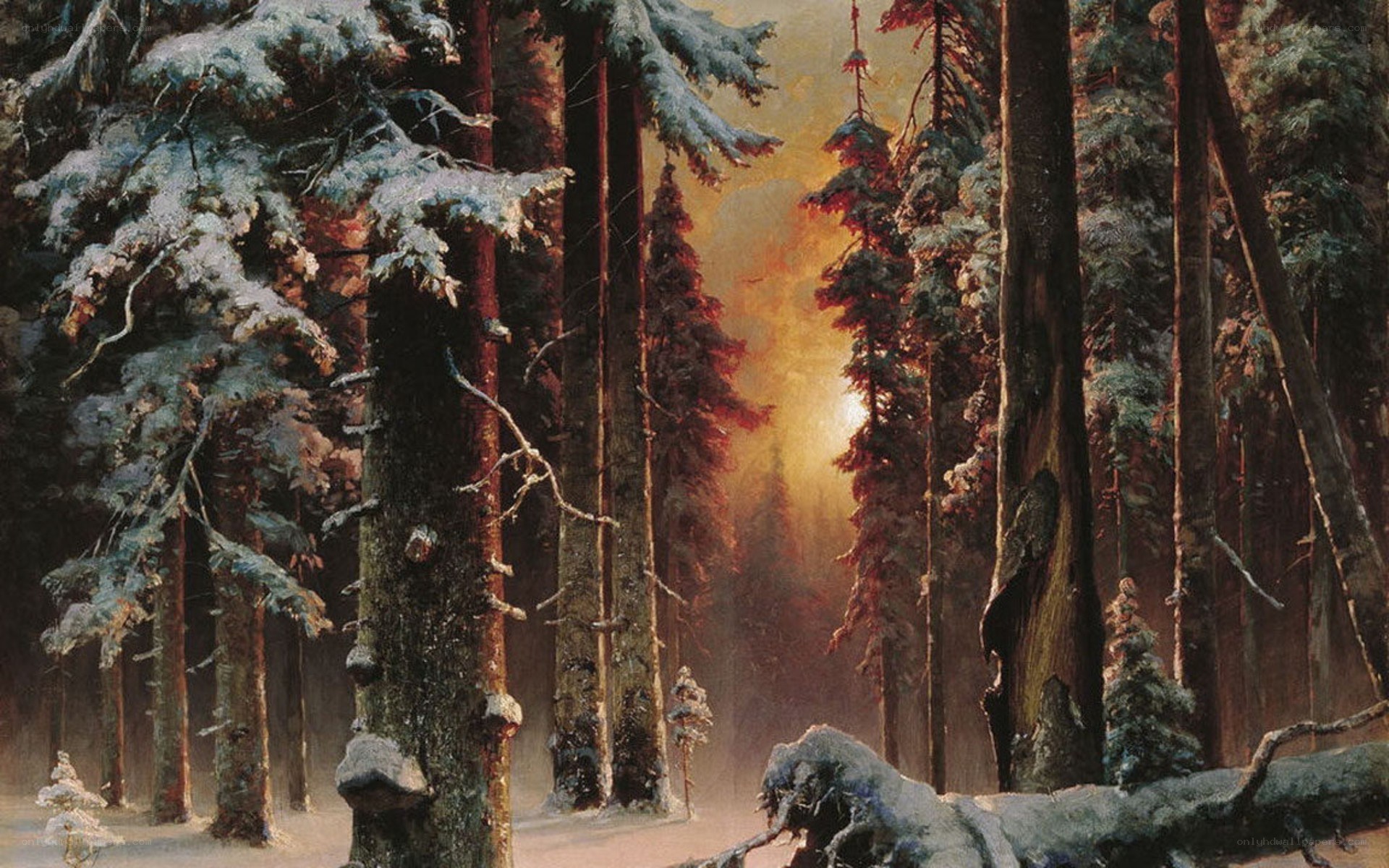 Sunset in a snowy forest