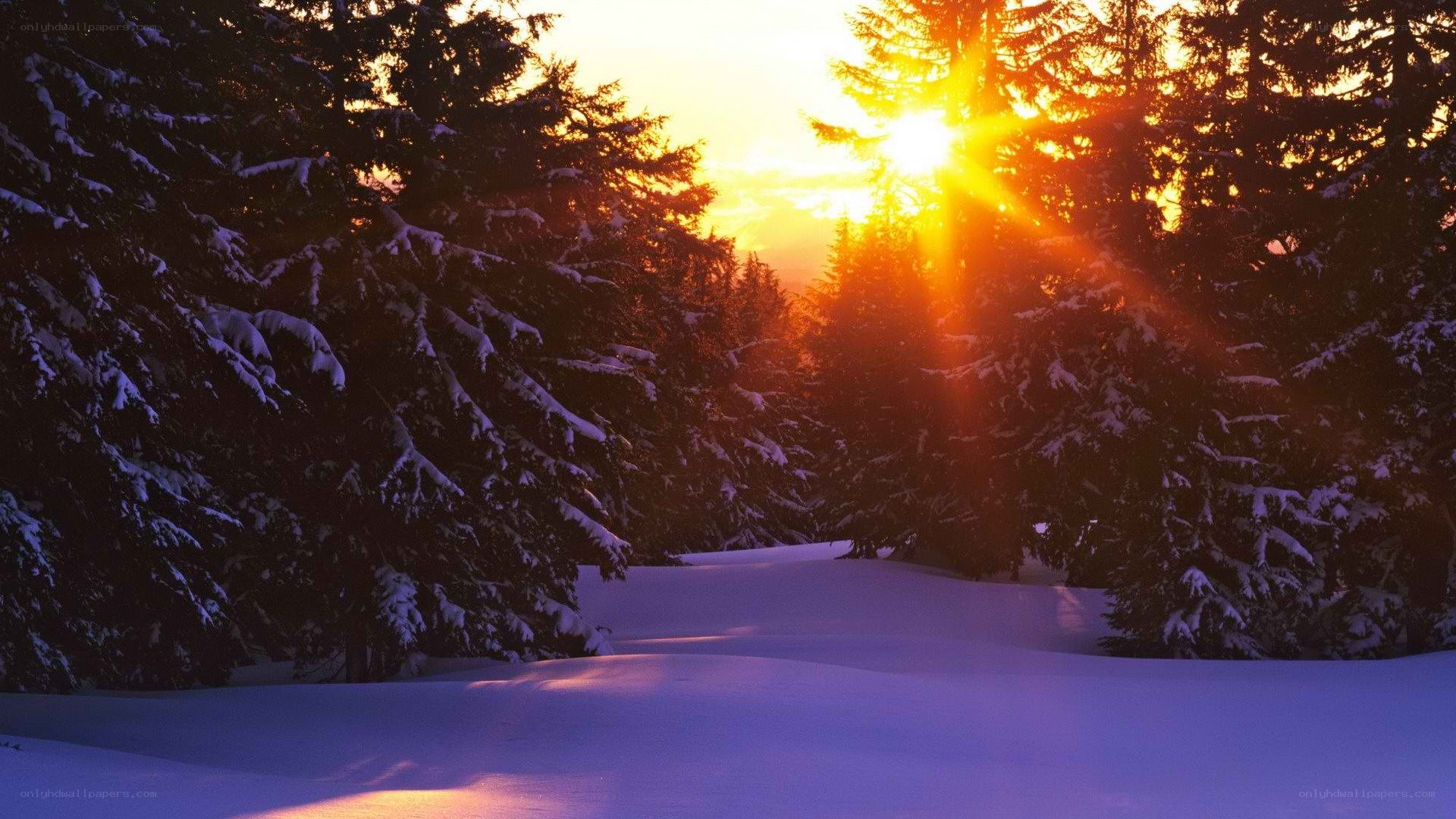 Sunset in a snowy forest