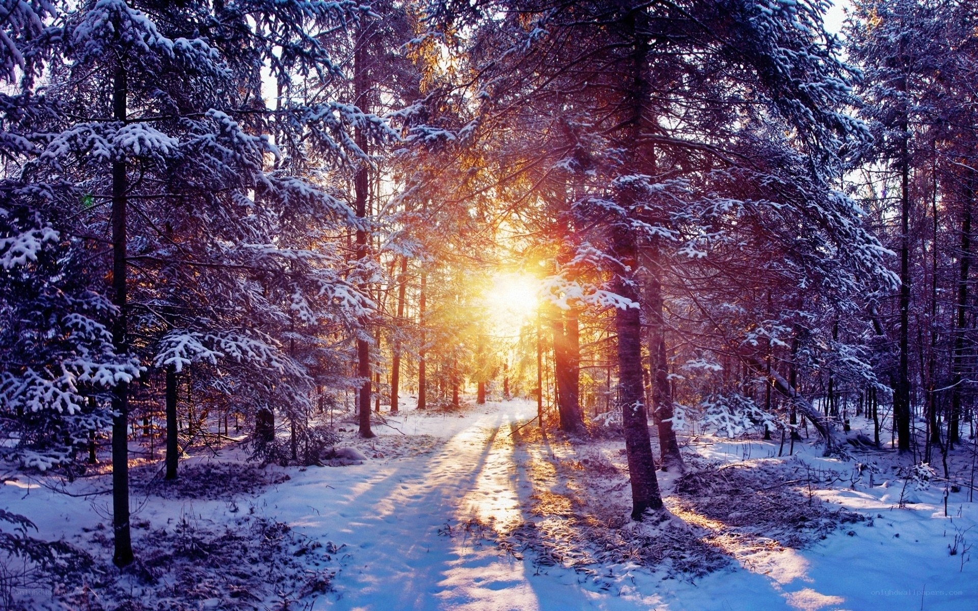 Sunset in a snowy forest