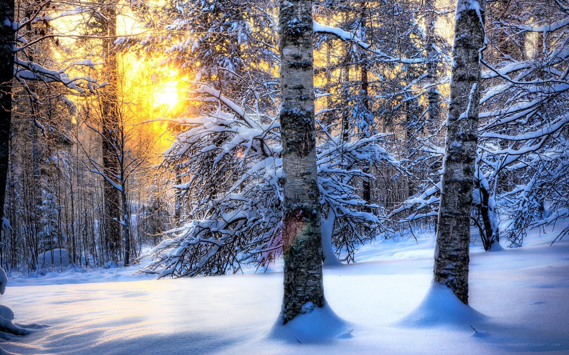Sunset in a snowy forest