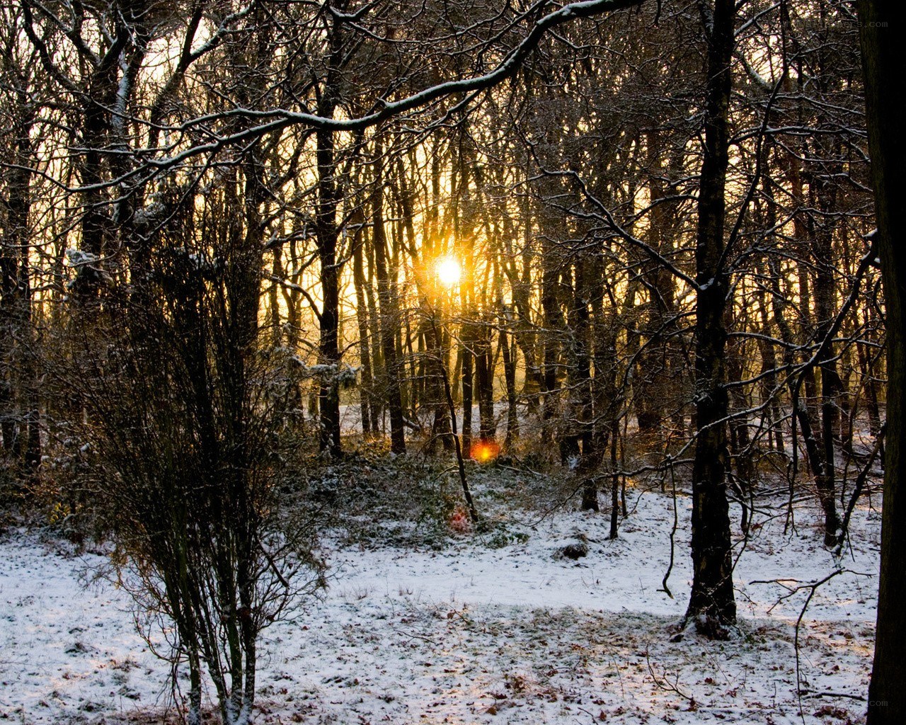 Sunset in a snowy forest