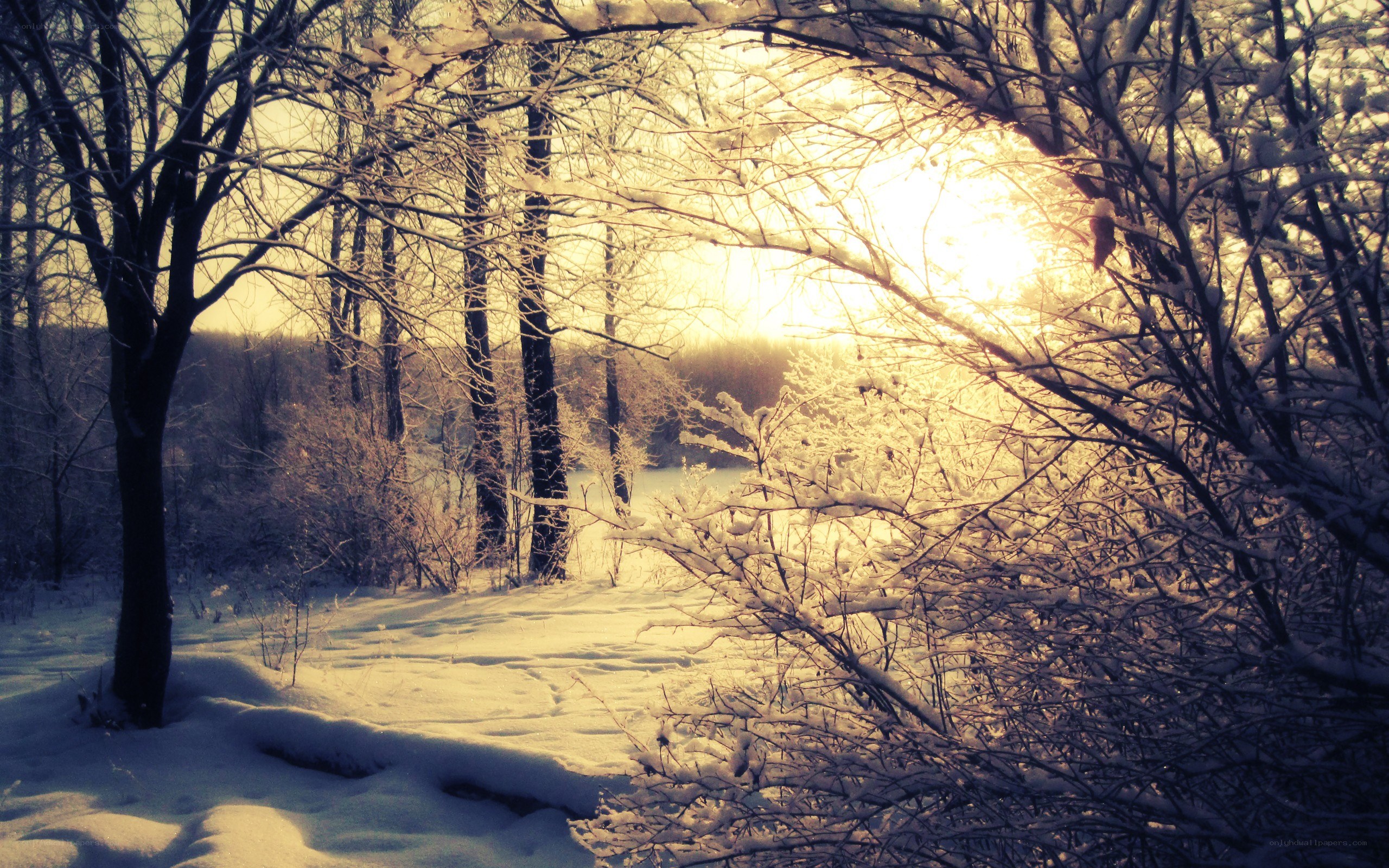 Sunset in a snowy forest