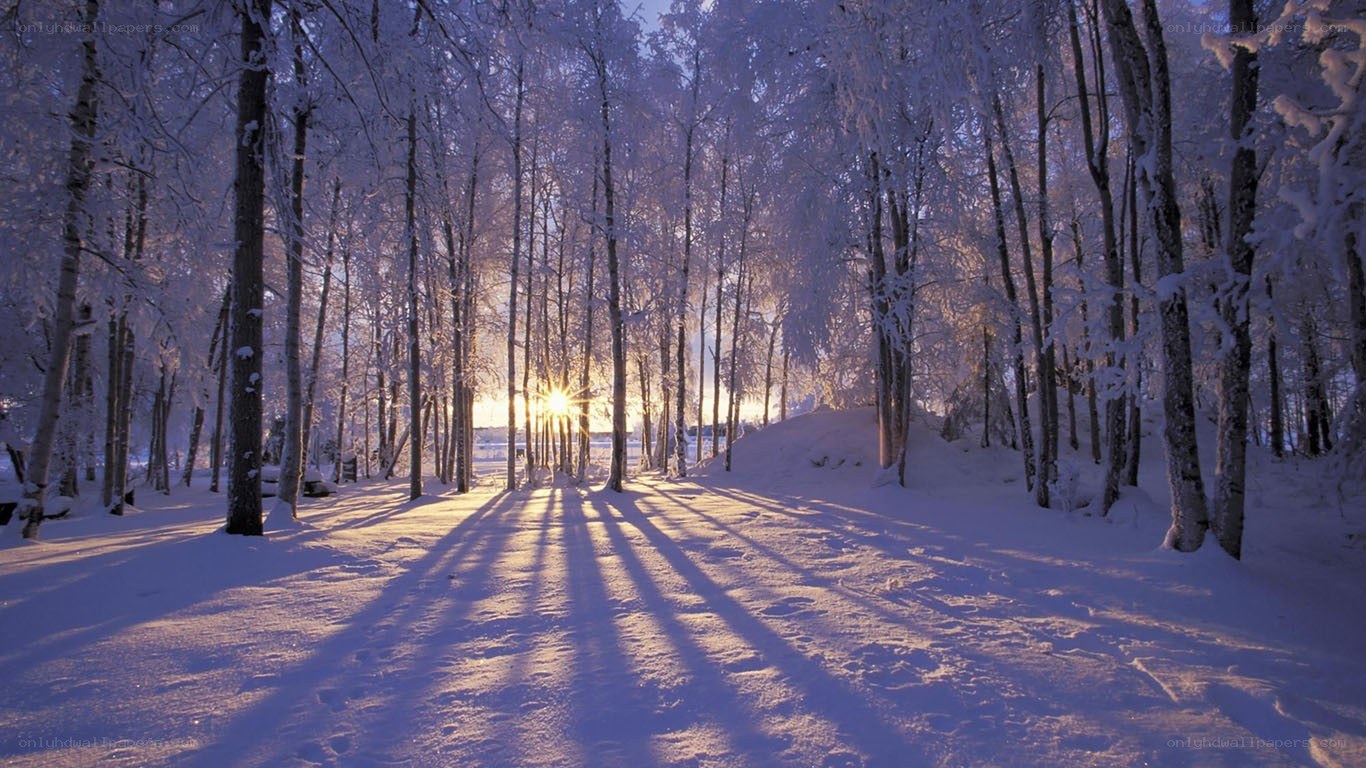 Sunset in a snowy forest