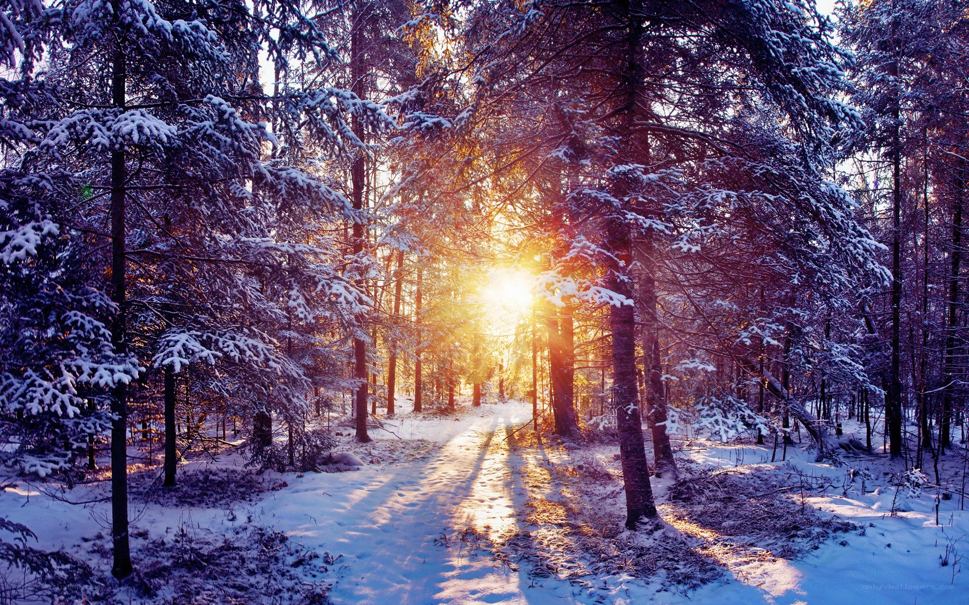 Sunset in a snowy forest
