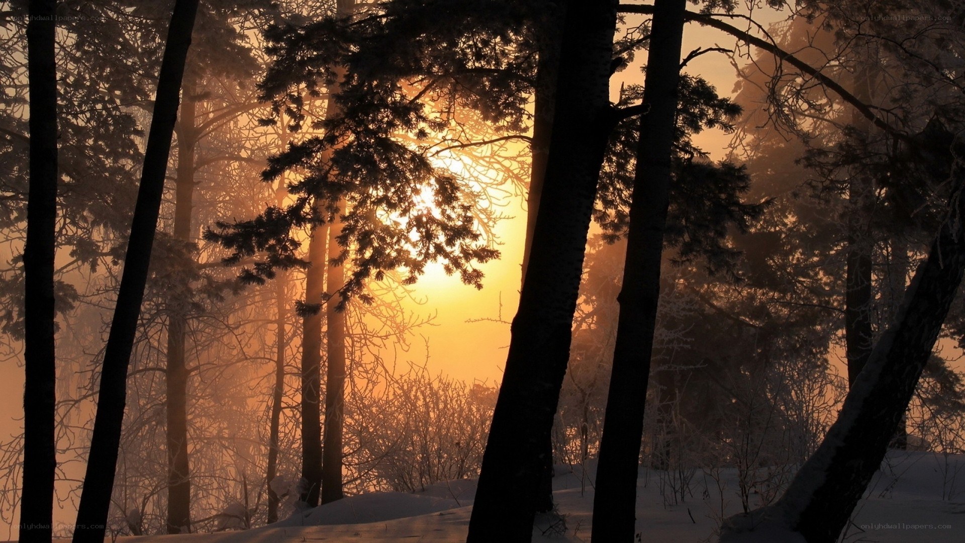 Sunset in a snowy forest