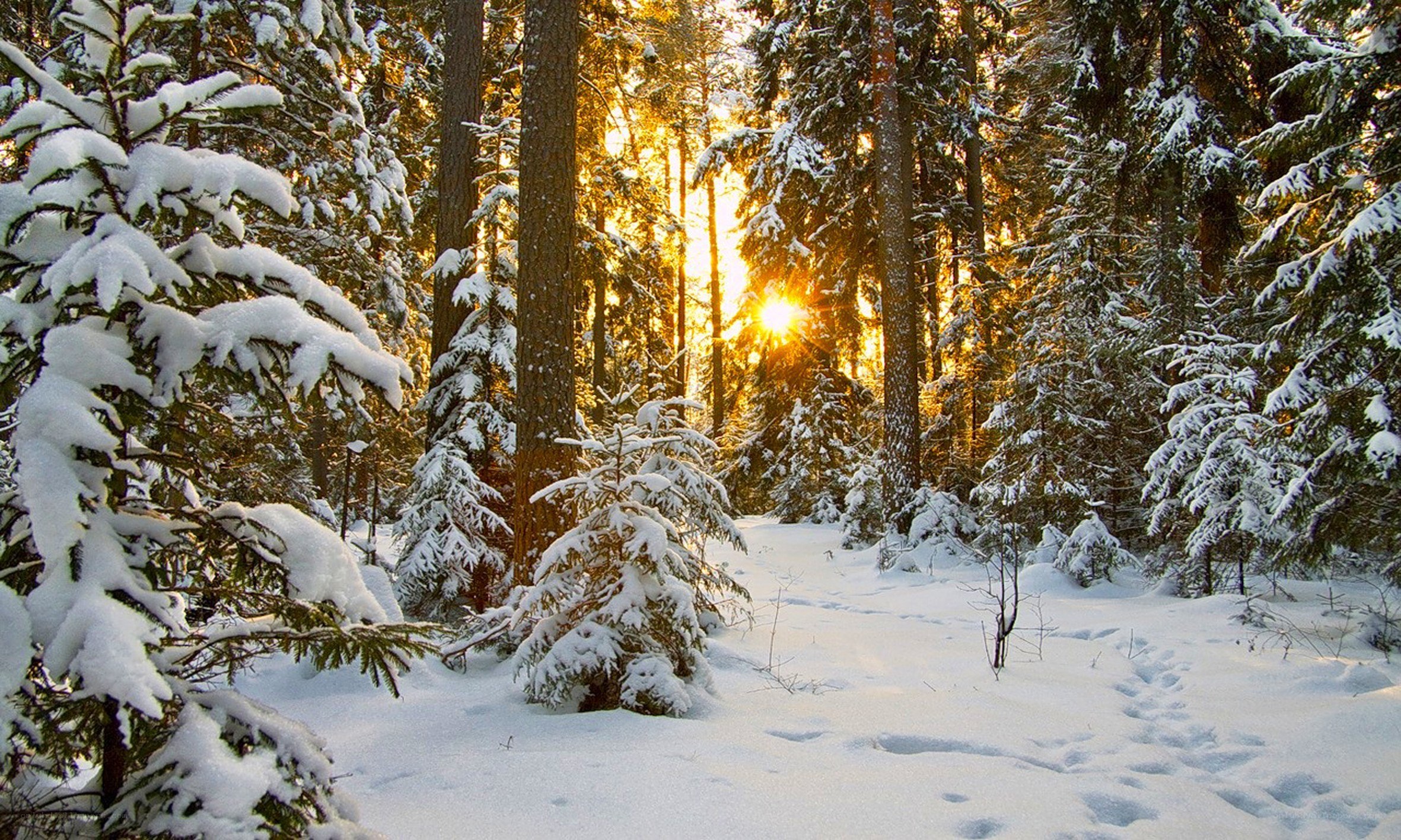 Sunset in a snowy forest