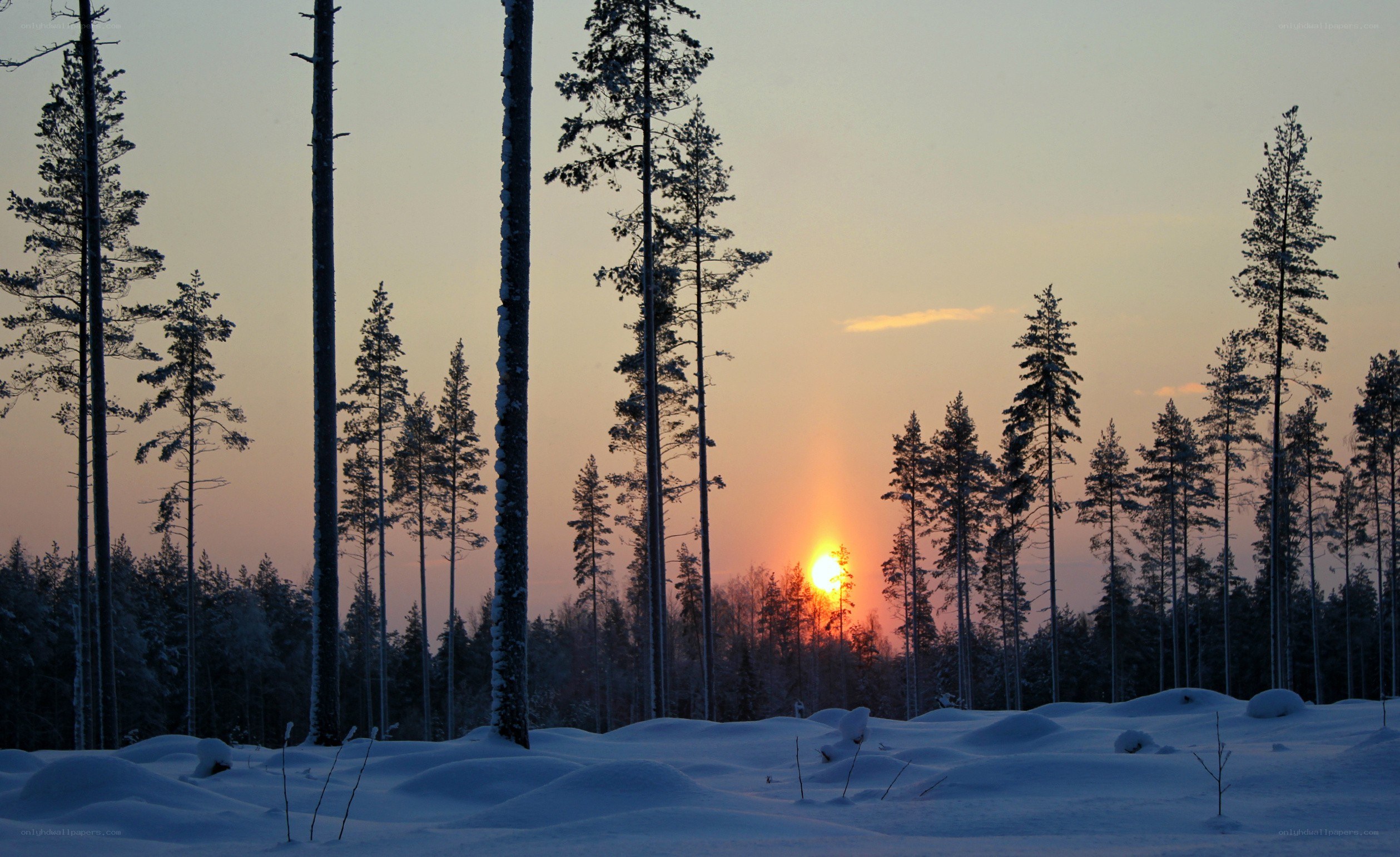 Sunset in a snowy forest