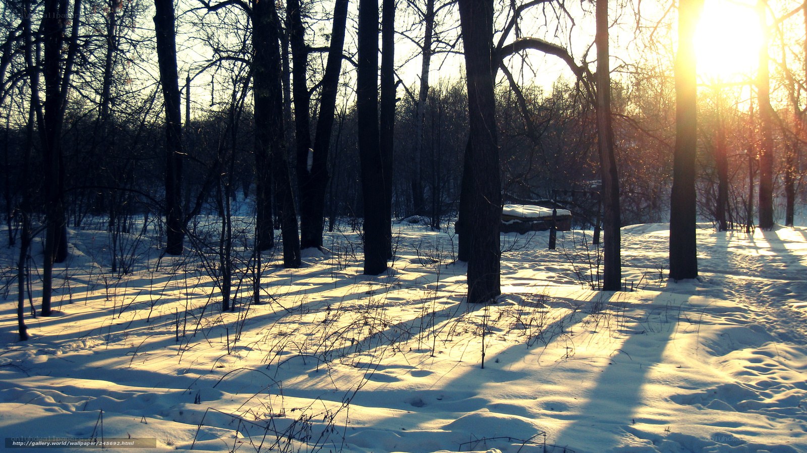 Sunset in a snowy forest