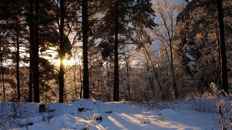 Sunset in a snowy forest