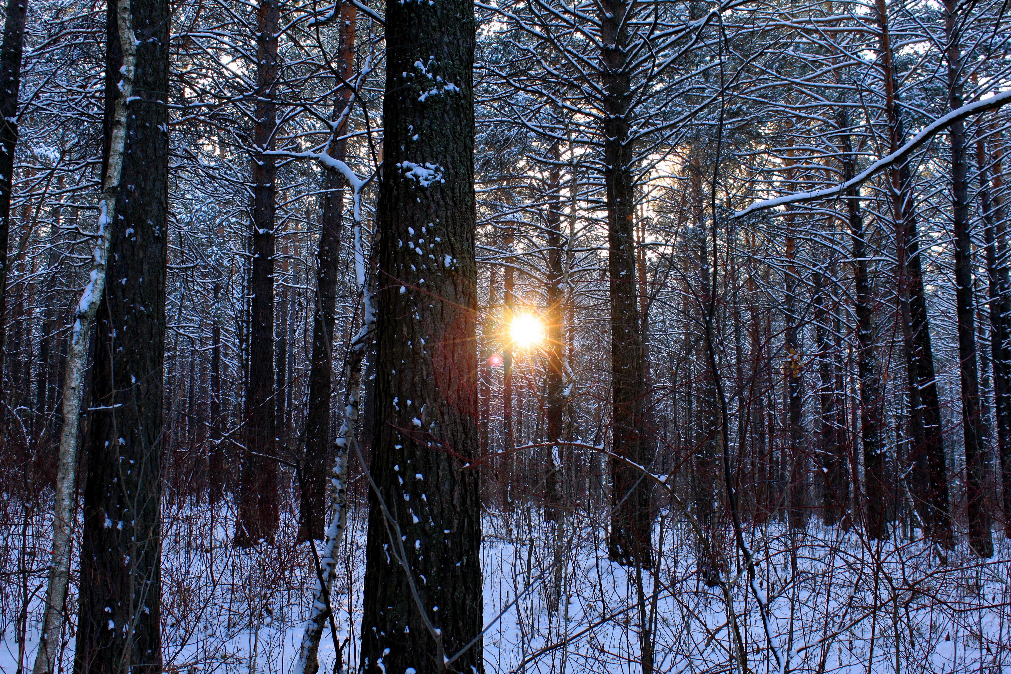 Sunset in a snowy forest