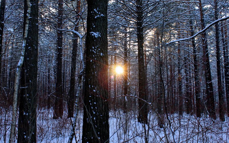Sunset in a snowy forest