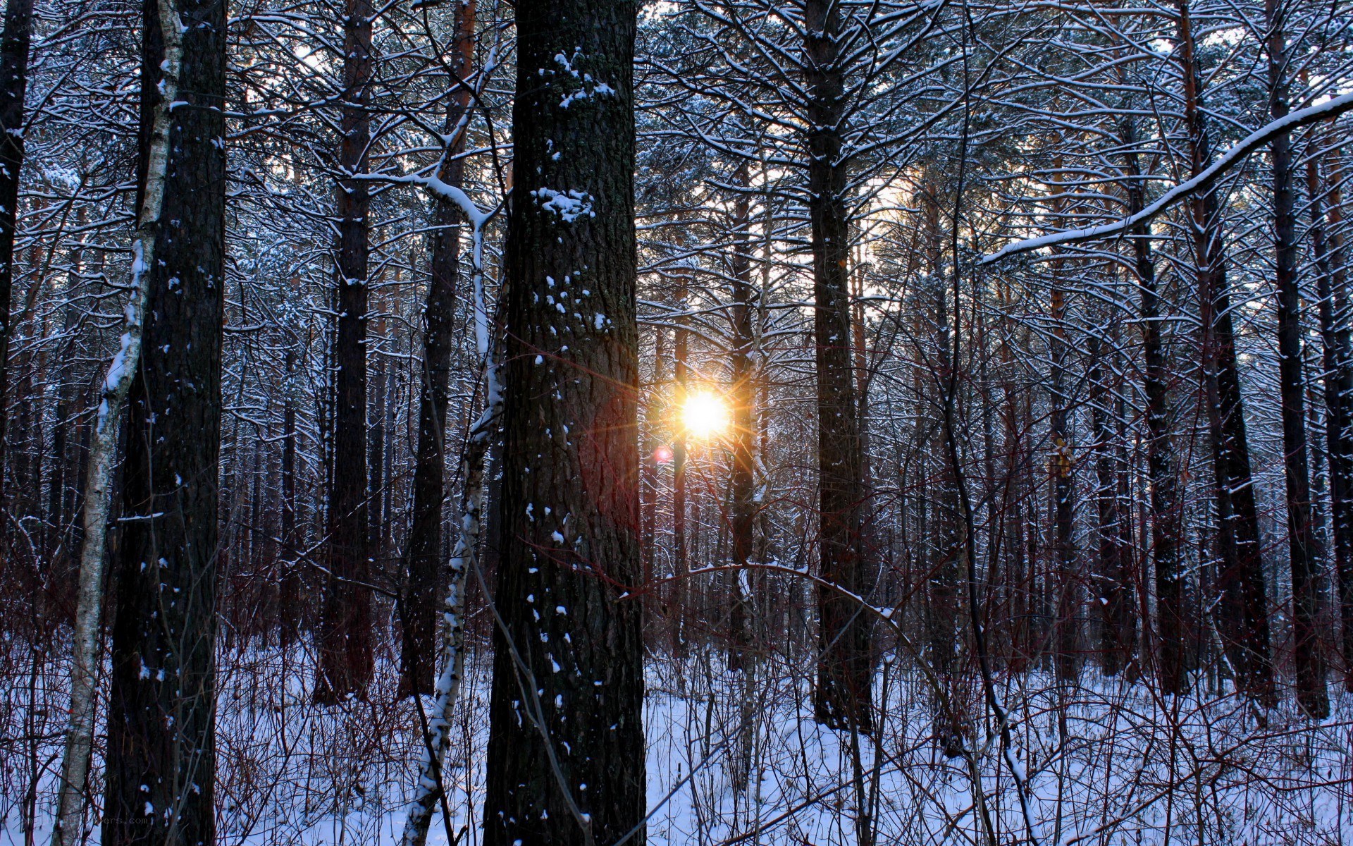 Sunset in a snowy forest